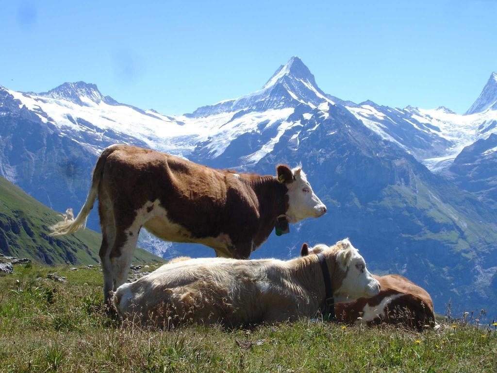 Beim See Grindelwald Exterior photo